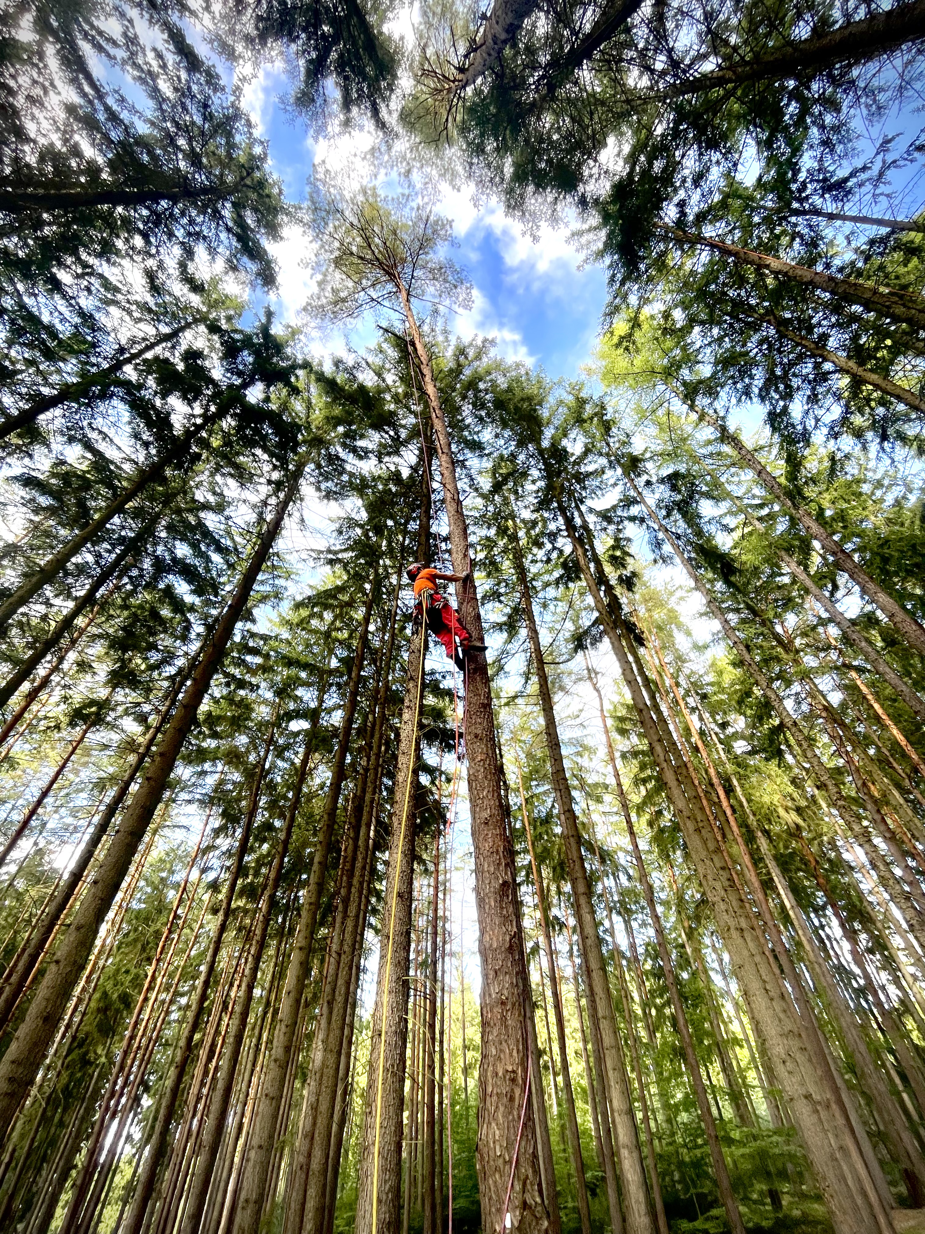 Vojtěch Martinec — arboristika v lese