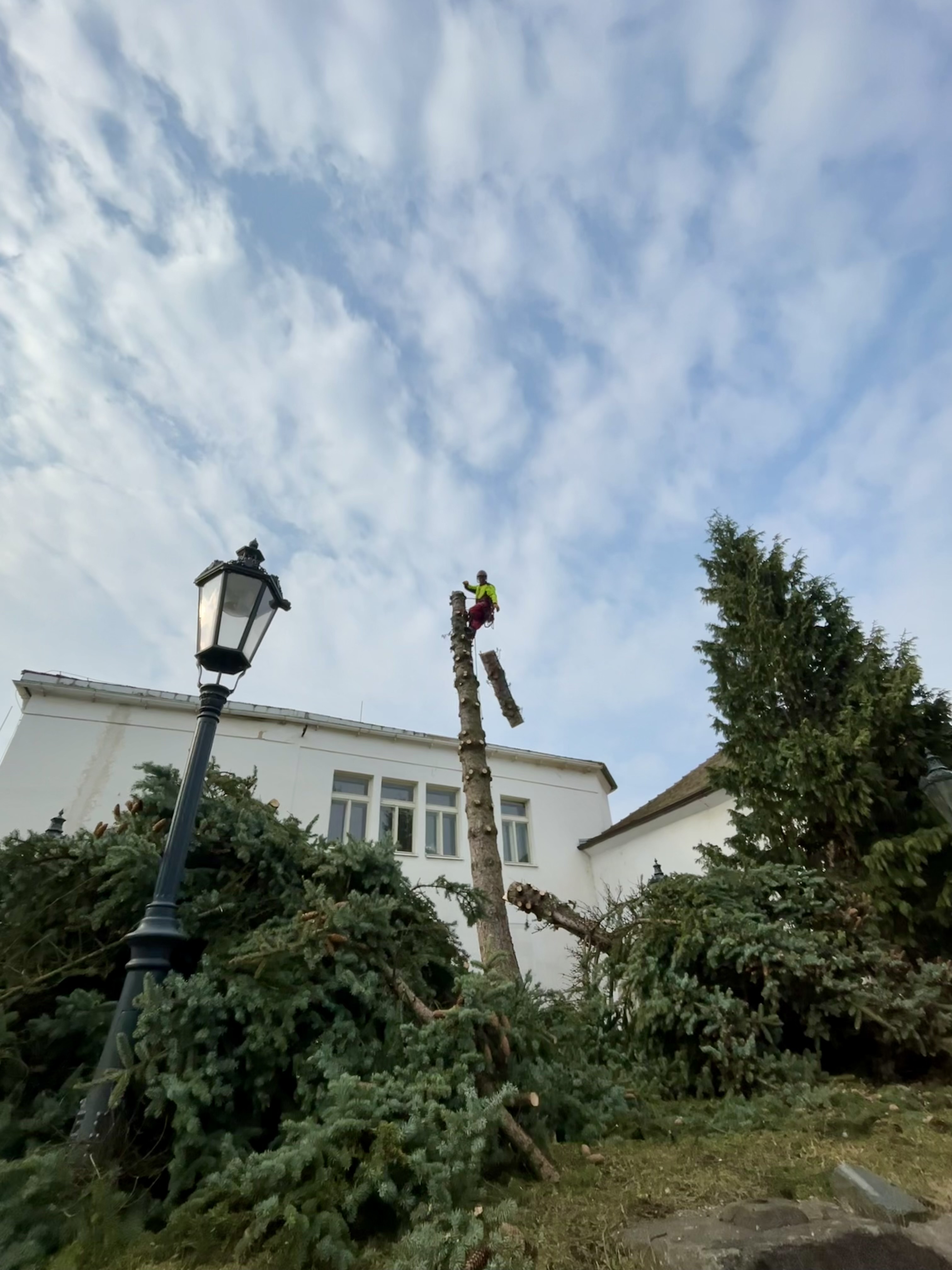 Arborist na modré obloze