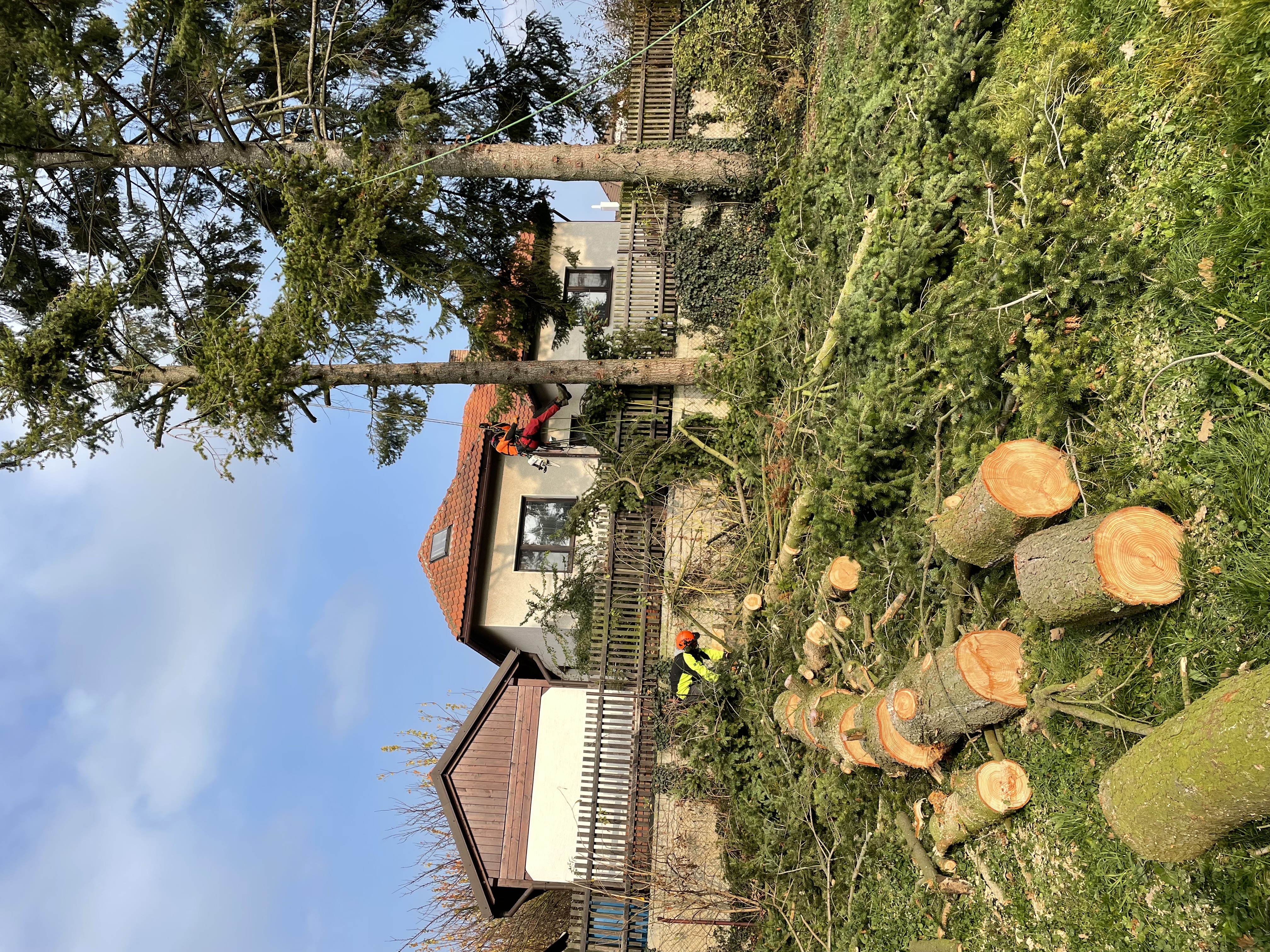 Profesionální úprava dlouhého živého plotu