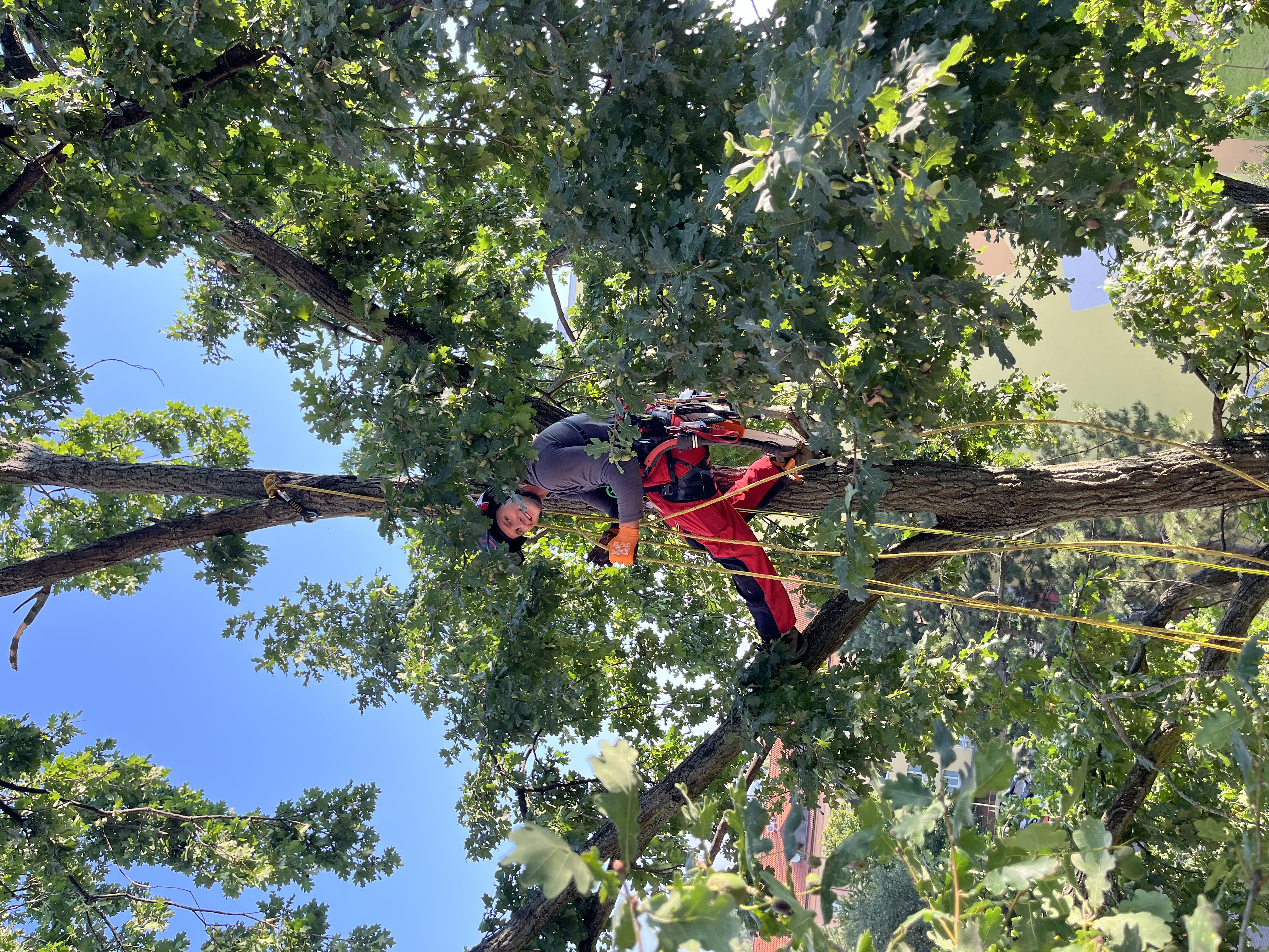 Arborist v koruně stromu při řezu