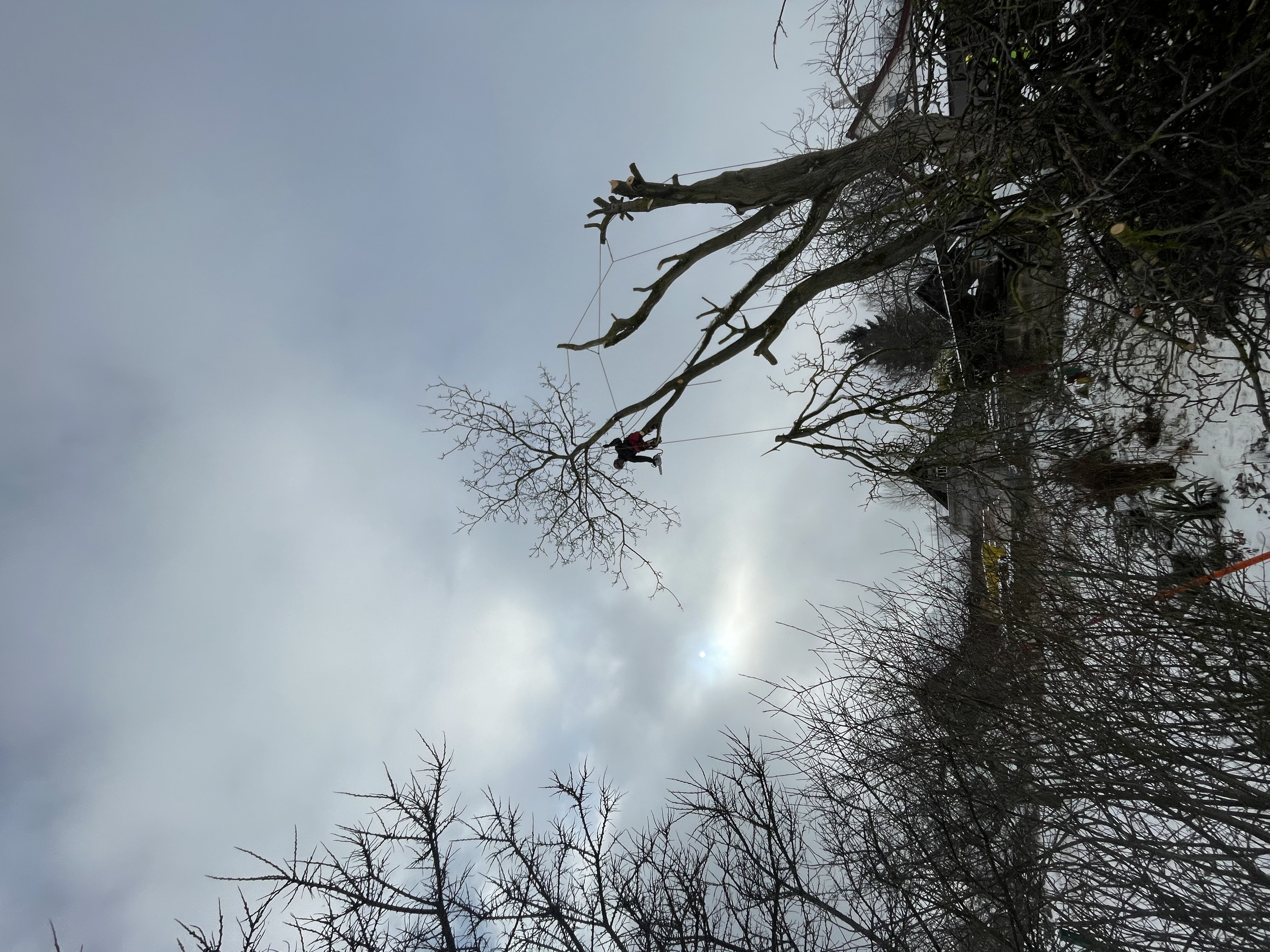 Arborist při práci na vrcholu stromu v mlze