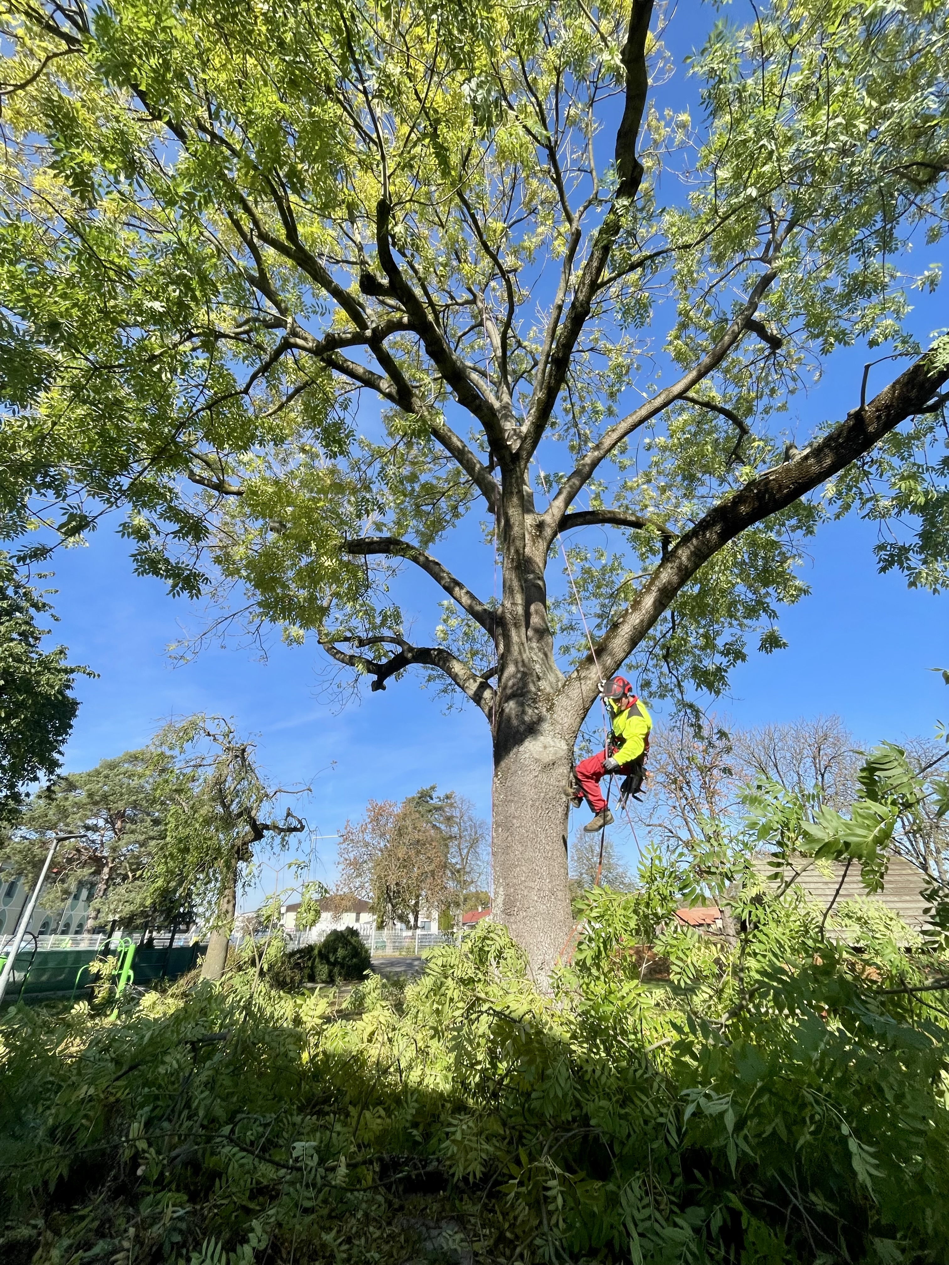 Arborist v koruně stromu